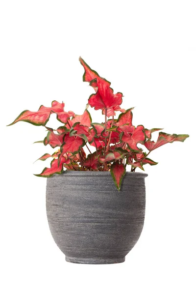 Caladium bicolor Pflanzen isoliert — Stockfoto