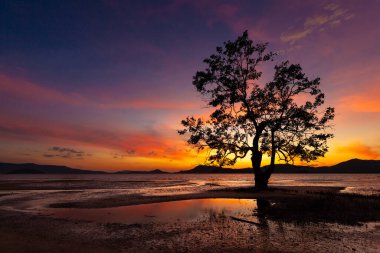 Sahilde gün batımı ve ağaçlı ve güneşli gökyüzü Takua Thung, Phangnga, Tayland 'ın güneyi