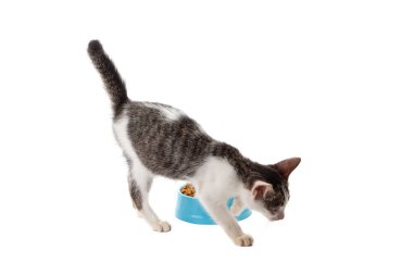 Canı sıkılan kedi yavrusu, beyaz arka planda siyan plastik kasede kurutulmuş yiyecekler.
