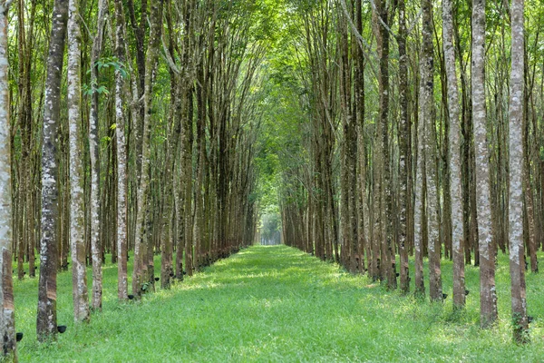 Landscape Hevea Brasiliensis Muell Dalam Bahasa Inggris Arg Atau Taman — Stok Foto