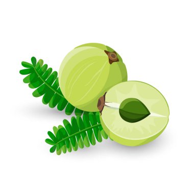 Amla meyve vektör çizim Phyllanthus Emblica