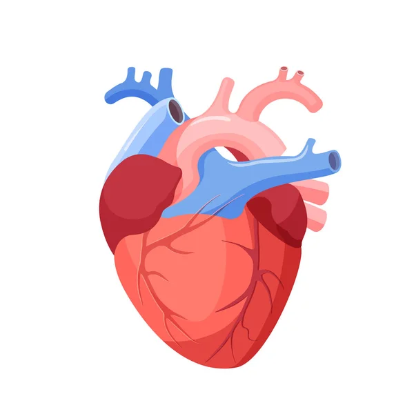 Coeur anatomique isolé. Organe musculaire chez l'homme — Image vectorielle