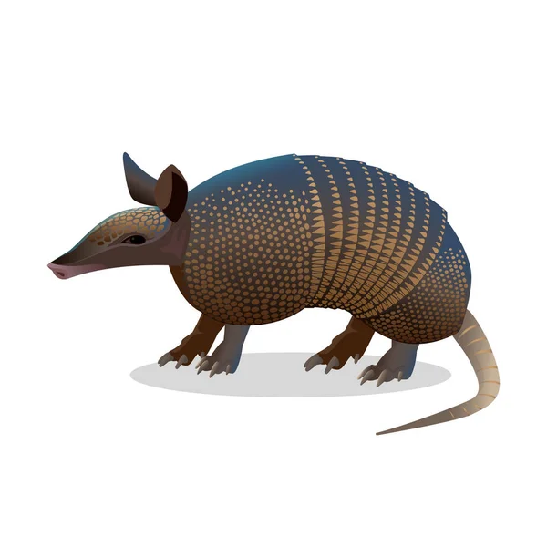 Armadillo aislado. Mamífero placentario realista con armadura coriácea . — Vector de stock