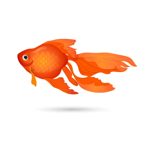 Złota rybka na białym tle. Mały czerwony akwarium ryb. — Wektor stockowy