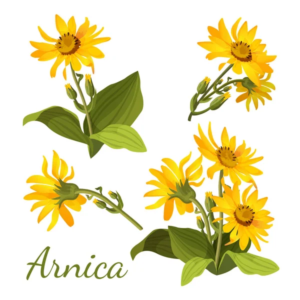 Arnica composição floral. Conjunto de flores com folhas, botões e ramos . — Vetor de Stock