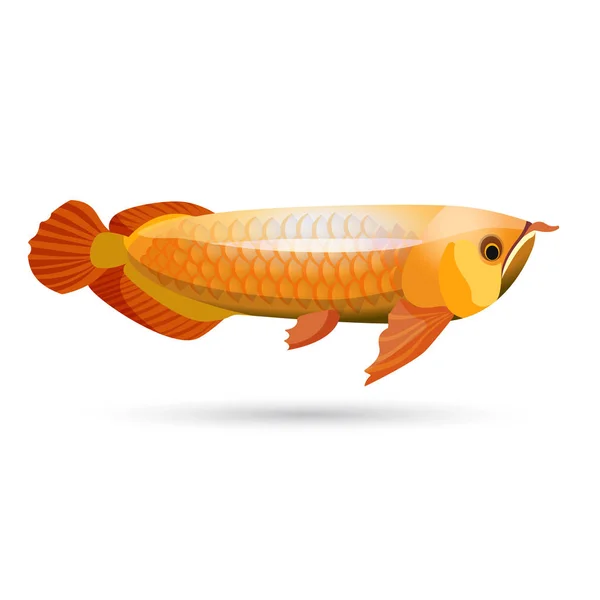 Arowana прісноводних риб відомий як bonytongues ізольовані на білому — стоковий вектор
