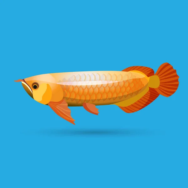 Arowana dorée isolée. Os d'eau douce poissons bonytongues . — Image vectorielle