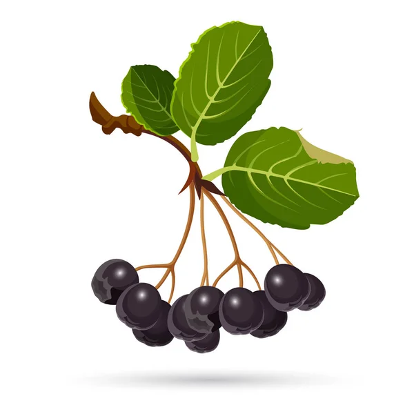 黑 chokeberries 上白色孤立。浆果与树叶的分支 — 图库矢量图片