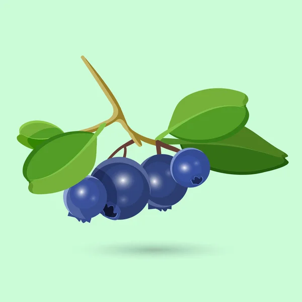 Blueberry met groen blad geïsoleerd op wit. Botanische vectorillustratie — Stockvector