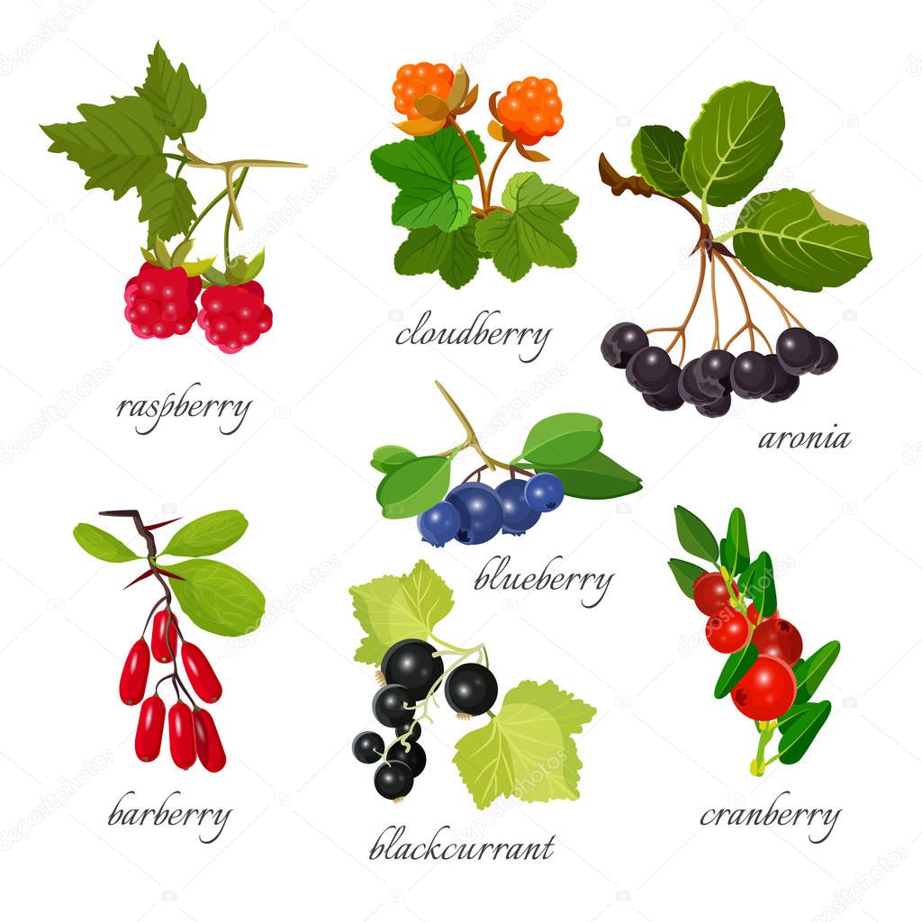 Set of berries with leaves botanical vector illustration.