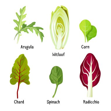Farklı bitkiler roka, witloof, Mısır, pazı, ıspanak, radicchio topluluğu
