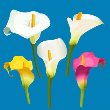 Calla lily beyaz, pembe ve sarı renk kümesi.