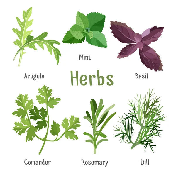 Rúcula, menta fresca, albahaca púrpura, cilantro orgánico, romero aromático, eneldo — Vector de stock
