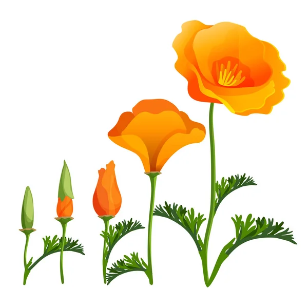 Poppy ordine ascendente o fasi di crescita. Illustrazione realistica vettoriale — Vettoriale Stock