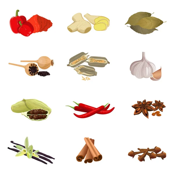Kırmızı biber, zencefil, bay, haşhaş, susam, sarımsak, biber, anason star, vanilya — Stok Vektör