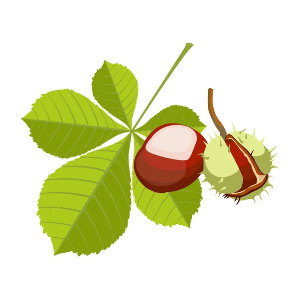 Kastanje geïsoleerd op een witte achtergrond. Vineuse maroon fruit ik — Stockvector