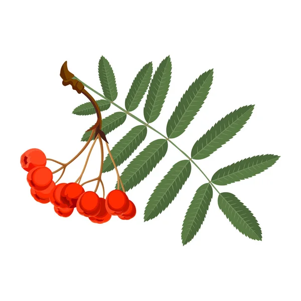 Rönn med gröna blad och röda bär isolerad på vit bakgrund. — Stock vektor