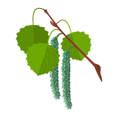 Aspen with leaves and male flowers isolated. Realistic vector clipart