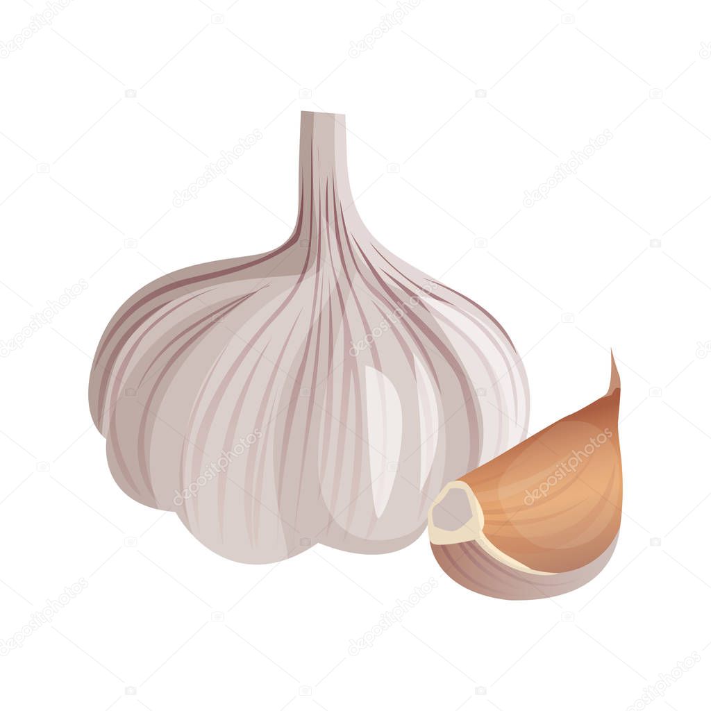 Garlic isolated on white background. Strong-smelling pungent-tasting bulb