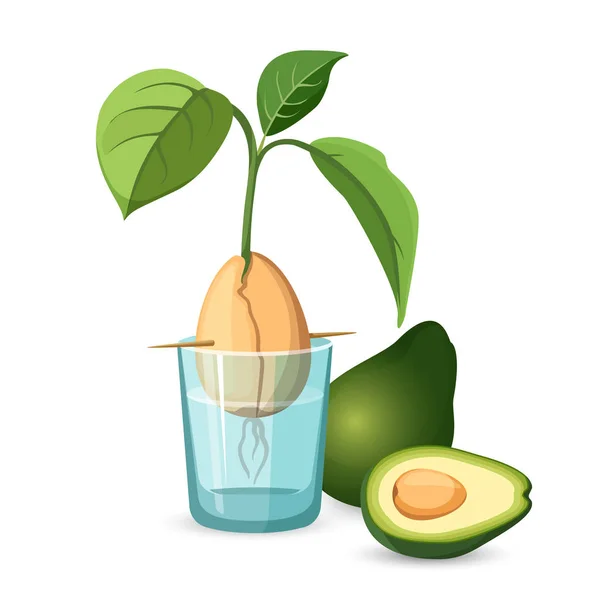 Avokado växande ben, stam och blad i glas vatten — Stock vektor