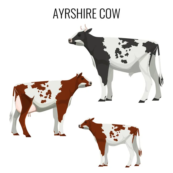 Mucche Ayrshire isolate su bianco. Illustrazione vettoriale dei bovini da latte — Vettoriale Stock