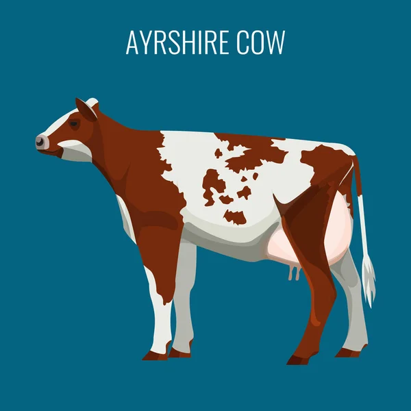 Ayrshire vaches isolées sur blanc. Illustration vectorielle des bovins laitiers — Image vectorielle