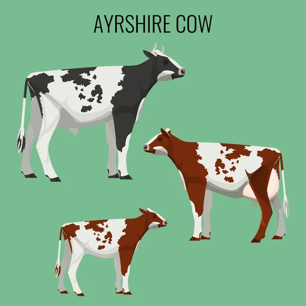 Vacas de Ayrshire aisladas en blanco. Ilustración vectorial del ganado lechero — Archivo Imágenes Vectoriales