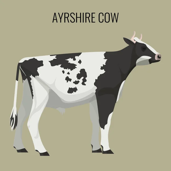 Ayrshire koeien geïsoleerd op wit. Vectorillustratie van melkvee — Stockvector