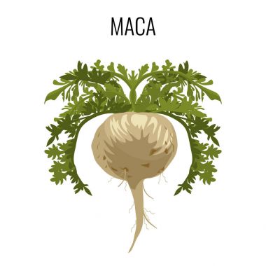 Maca Ayurveda şifalı ot izole. Kök sebze şifalı bitki