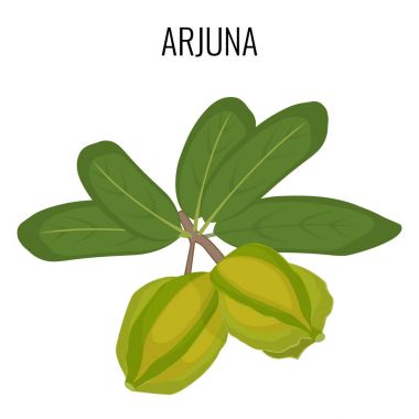 Arjuna Ayurveda şifalı ot izole. Beyaz Marudah vektör çizim