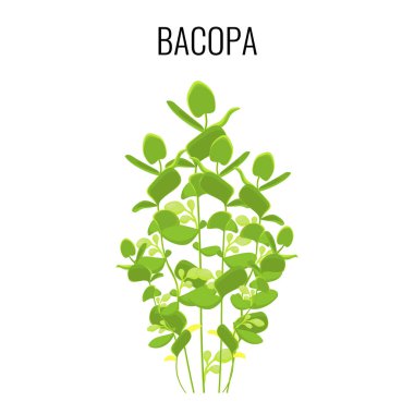 Beyaz arka plan üzerinde izole Bacopa Ayurveda sucul bitki.
