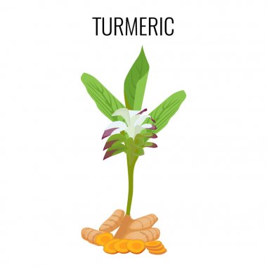 Zerdeçal Ayurveda ot beyaz arka plan üzerinde izole köksaplar ile.