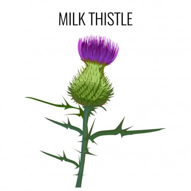 Beyaz arka plan üzerinde izole süt thistle. Mübarek milkthistle,