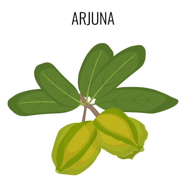 Arjuna hierba medicinal ayurvédica aislada. Ilustración vectorial de Marudah blanca — Vector de stock