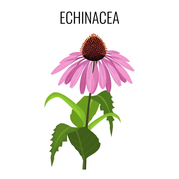 Echinacea ayurvédica planta herbácea floração isolada em branco — Vetor de Stock