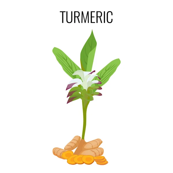 姜黄阿育吠陀一种草本植物，根状茎白色背景上孤立. — 图库矢量图片
