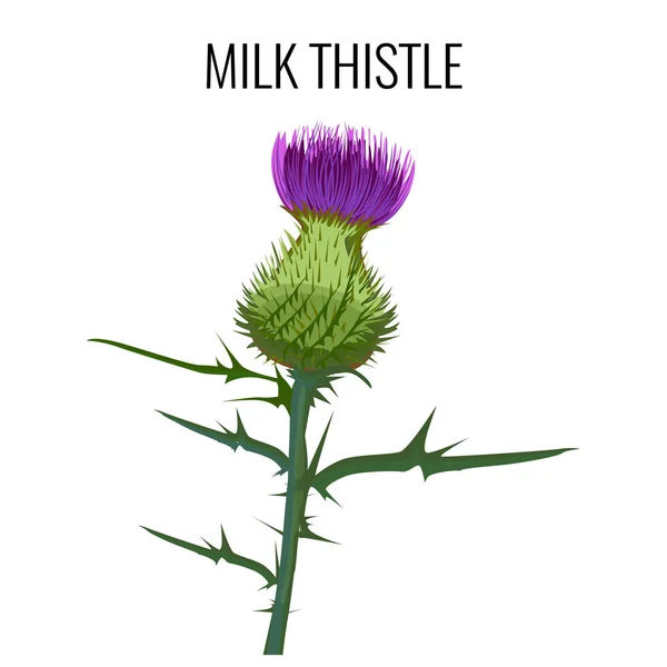 Milk thistle isolated on white background. Blessed milkthistle, — Stock Vector
