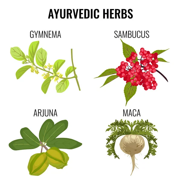 Ayurvedic βότανα που απομονώνονται σε λευκό. Gymnema, sambucus, maca, ο Αρτζούνα — Διανυσματικό Αρχείο