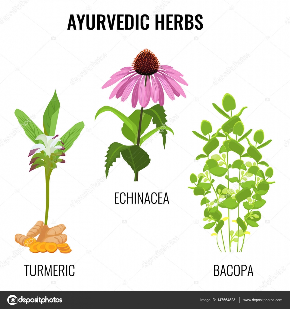 Turmeric With Rhizomes Bacopa Aquatic Plant Echinacea Herbaceous Flower Stock Vector Image By C Godruma Turmeric With Rhizomes Bacopa Aquatic Plant Echinacea Herbaceous Flower Stock Vector Image By C Godruma