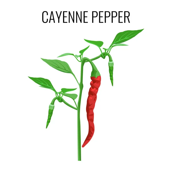 Cayenne peper pod op groene stengel met bladeren — Stockvector