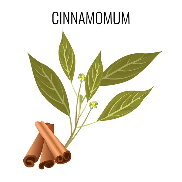 Cinnamum cassia палички і зелене листя на білому — стоковий вектор