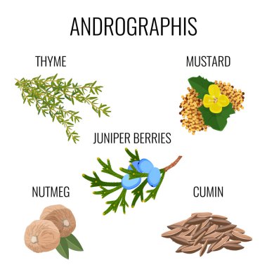 Andrographis ayurvedic herbs poster. Thyme branch, mustard seeds, juniper berries