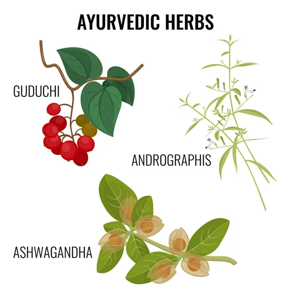Ashwagandha, guduchi cordifolia, andrographis roślin kwiatowych realistyczna wektor ilustracja — Wektor stockowy