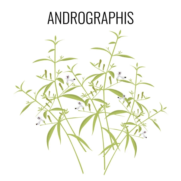 Andrographis flowering plant isolated on white background. — Stock Vector