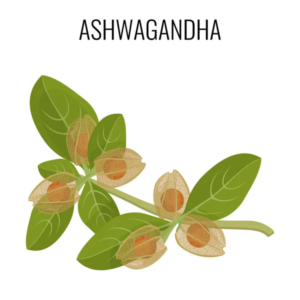 Ashwagandha Ayurveda bitki üzerinde beyaz izole. Withania somnifera — Stok Vektör