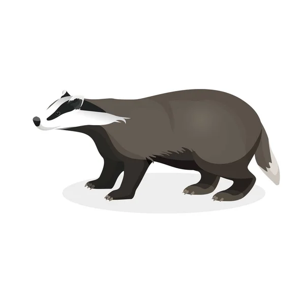 Badger op korte poten in realistische stijl geïsoleerd op wit — Stockvector