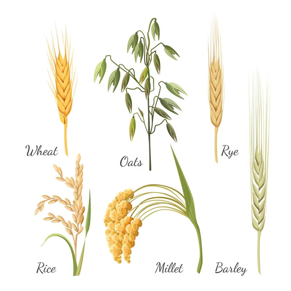 Ячмень, пшеница, ржаной хлеб, рис, просо и зеленый овес. Векторная иллюстрация — стоковый вектор