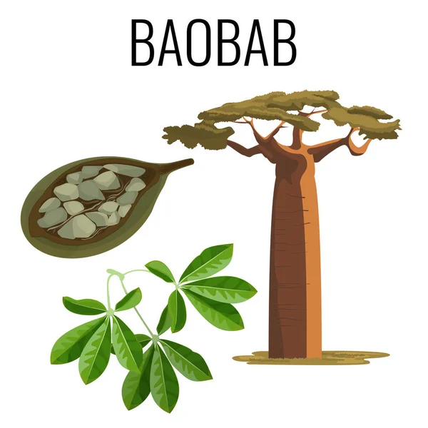 Afrikaanse baobab boom en vrucht met zaden kleur pictogram embleem — Stockvector