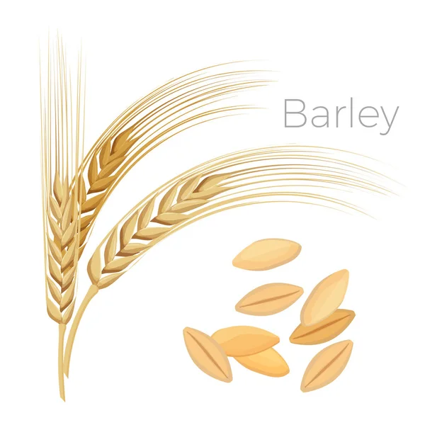 Barley, telinga gandum. Sereal dengan butiran terisolasi pada warna putih - Stok Vektor
