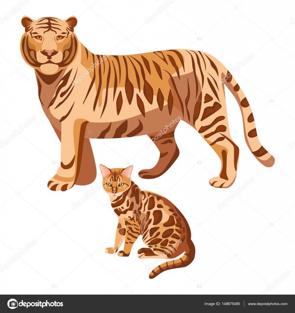 Bengal cats isolated on white. Big tiger and little kitten Stock Vector  Image by ©godruma #148675485